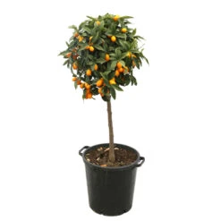 Kumquat H140/160cm : C35L -Terre et Verdure 784977 2016428