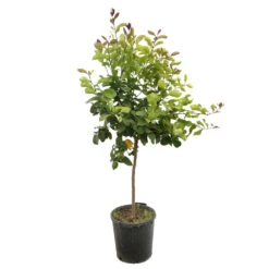 Devant -Terre et Verdure 784978 1765249