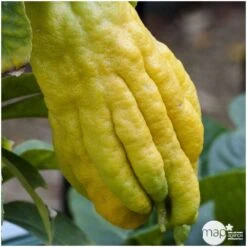 Main De Bouddha : H.140/160cm C35L -Terre et Verdure 784980 001