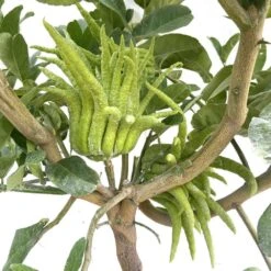 Main De Bouddha : H.140/160cm C35L