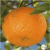 Mandarinier : H.140/160cm C35L -Terre et Verdure 784982 001
