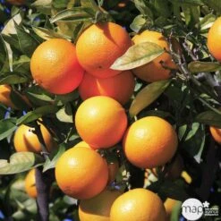 Devant -Terre et Verdure 784983 001