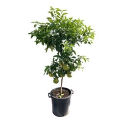 Pomelo à Chair Rose 'Star Ruby' :h.140/160cm -Terre et Verdure 784984 1765285