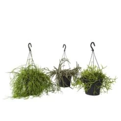 Rhipsalis Mix : Suspension D17cm -Terre et Verdure 789740 001