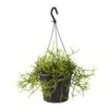 Rhipsalis Mix : Suspension D17cm -Terre et Verdure 789740 002