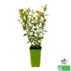 Myrtillier 'Patriot' Bio : Pot De 1,5 Litres -Terre et Verdure 791605 001