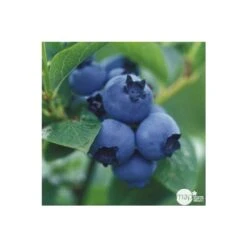 Myrtillier 'Patriot' Bio : Pot De 1,5 Litres -Terre et Verdure 791605 002