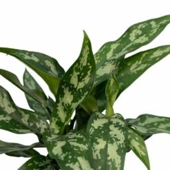 Aglaonema Maria - H30cm, ø12cm - Plante D'intérieur 9 Aglaonema Maria - H30cm, ø12cm - Plante D'intérieur -Terre et Verdure 791a4114b768a011