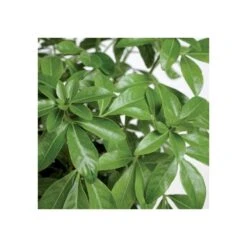 Choisya Ternata: C 5L -Terre et Verdure 797537 004