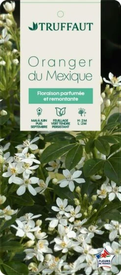 Choisya Ternata: C 5L -Terre et Verdure 797537 005