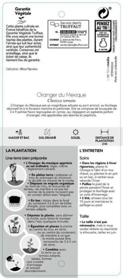 Choisya Ternata: C 5L -Terre et Verdure 797537 006