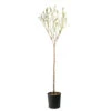 Amandier 'Lauranne'® : 1/2 Tige Pot 15L -Terre et Verdure 798486 1693486
