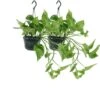 Epipremnum Aureum Scindapsus X2 - H25cm, ø15cm - Plante D'intérieur -Terre et Verdure 799de8e96ed4cab0