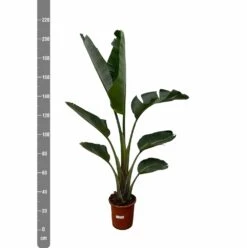 Strelitzia Augusta Xxl - H210cm, ø30cm - Très Grande Plante D'intérieur 7 Strelitzia Augusta Xxl - H210cm, ø30cm - Très Grande Plante D'intérieur -Terre et Verdure 79d41c566792a9c4