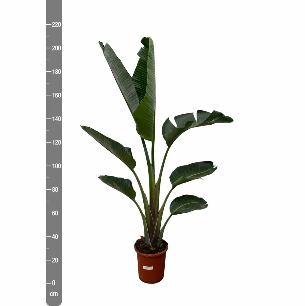 Strelitzia Augusta Xxl - H210cm, ø30cm - Très Grande Plante D'intérieur 4 Strelitzia Augusta Xxl - H210cm, ø30cm - Très Grande Plante D'intérieur – Image 2