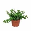 Portulacaria Afra - H25cm, ø10,5cm - Plante D'intérieur -Terre et Verdure 7a42b2909e77d20f