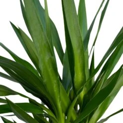 Yucca Xl - H100cm, ø21cm - Très Grande Plante D'intérieur -Terre et Verdure 7ab76e98dcfe7255