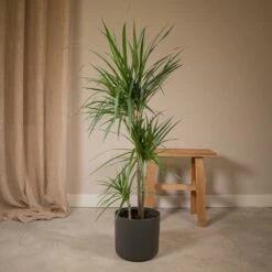 Dracaena Marginata - H115cm, ø21cm - Très Grande Plante D'intérieur -Terre et Verdure 7c073eb03a065c9e