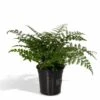 Asplenium Parvati - H30cm, ø17cm - Plante D'intérieur -Terre et Verdure 7c3b55b2746d625c