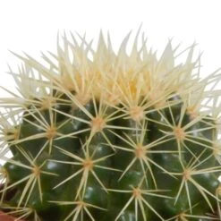 Cactus, Box De 3 Plantes - H15cm, ø10,5cm - Plantes D'intérieur -Terre et Verdure 7d1a8aa9f49f3a37