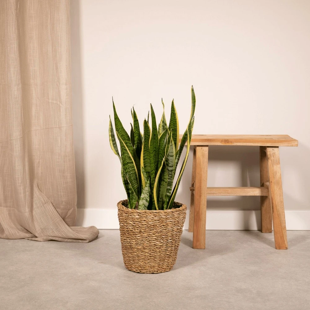 Sansevieria Laurentii - H65cm, ø17cm - Plante D'intérieur Sans Entretien 4 Sansevieria Laurentii - H65cm, ø17cm - Plante D'intérieur Sans Entretien – Image 2