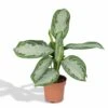 Aglaonema Silver Bay - H55cm, ø17cm - Plante D'intérieur -Terre et Verdure 7df0d8b7bb1ce02e
