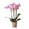 Orchidée Rose Phalaenopsis - H35cm, ø9cm - Plante D'intérieur Fleurie 2 Orchidée Rose Phalaenopsis - H35cm, ø9cm - Plante D'intérieur Fleurie -Terre et Verdure 7e88bd729925a94a