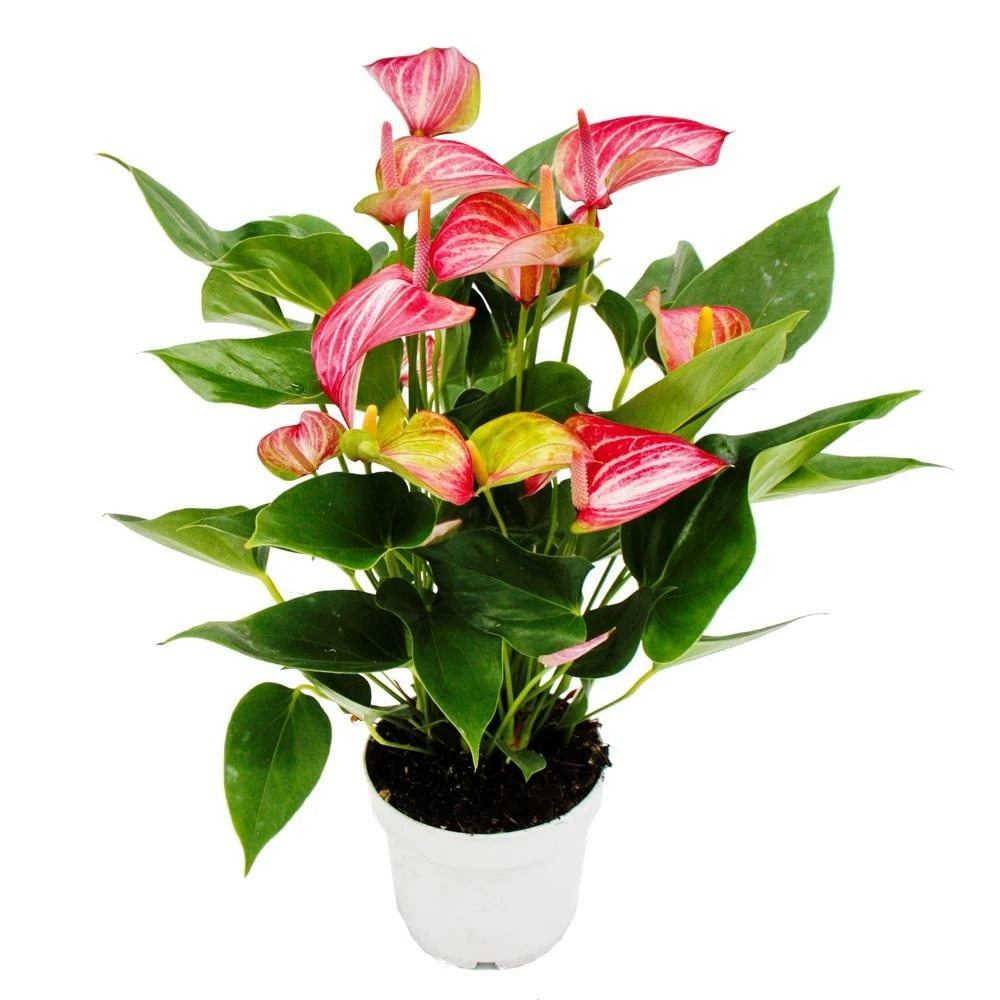 Fleur Flamant Rose - Anthurium Andreanum - Anthurium - Pot 14cm - Fleurs Multicolores - Livium 3 Fleur Flamant Rose - Anthurium Andreanum - Anthurium - Pot 14cm - Fleurs Multicolores - Livium