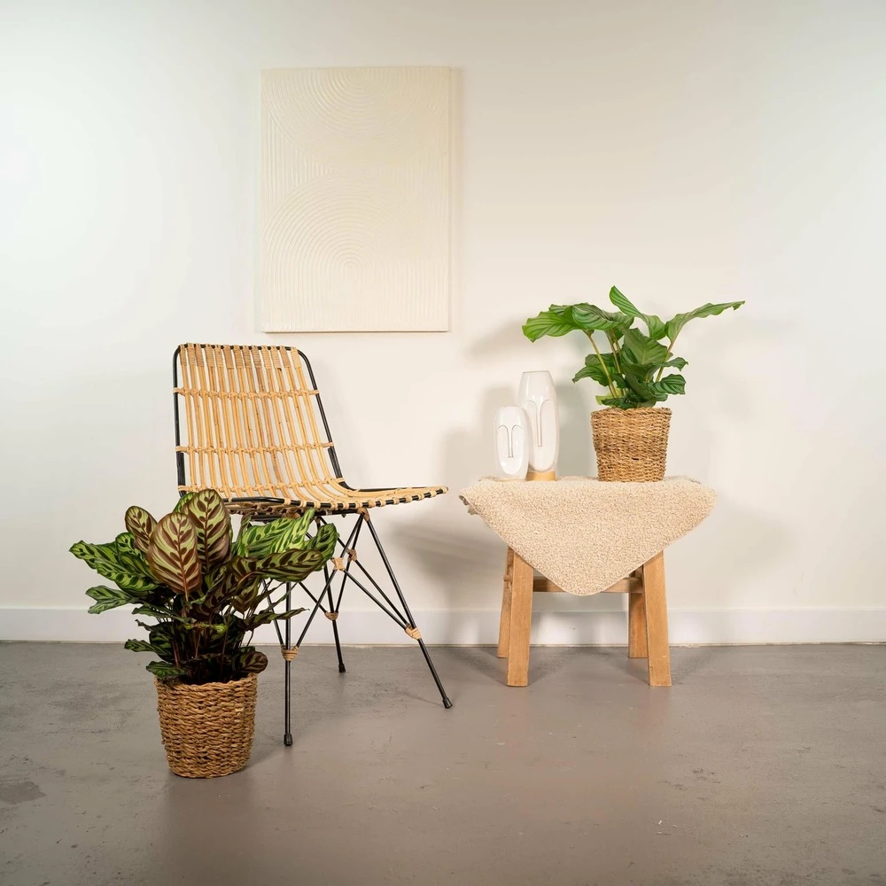 Calathea Makoyana, Calathea Orbifolia, Duo De Plantes - Plantes D'intérieur 4 Calathea Makoyana, Calathea Orbifolia, Duo De Plantes - Plantes D'intérieur – Image 2