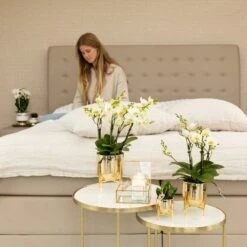 Orchidée Blanche Phalaenopsis - H35cm, ø9cm - Plante D'intérieur Fleurie -Terre et Verdure 81289d1287d69d7d