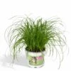 Herbe à Chat - H20cm, ø12cm - Plante D'intérieur -Terre et Verdure 812e1731a220e772