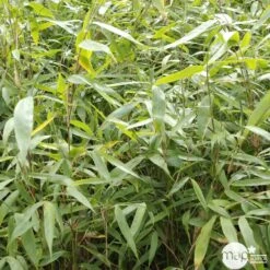 Bambou Non-traçant Fargesia Robusta 'Pingwu': Pot De 5 Litres 11 Bambou Non-traçant Fargesia Robusta 'Pingwu': Pot De 5 Litres -Terre et Verdure 814657 001