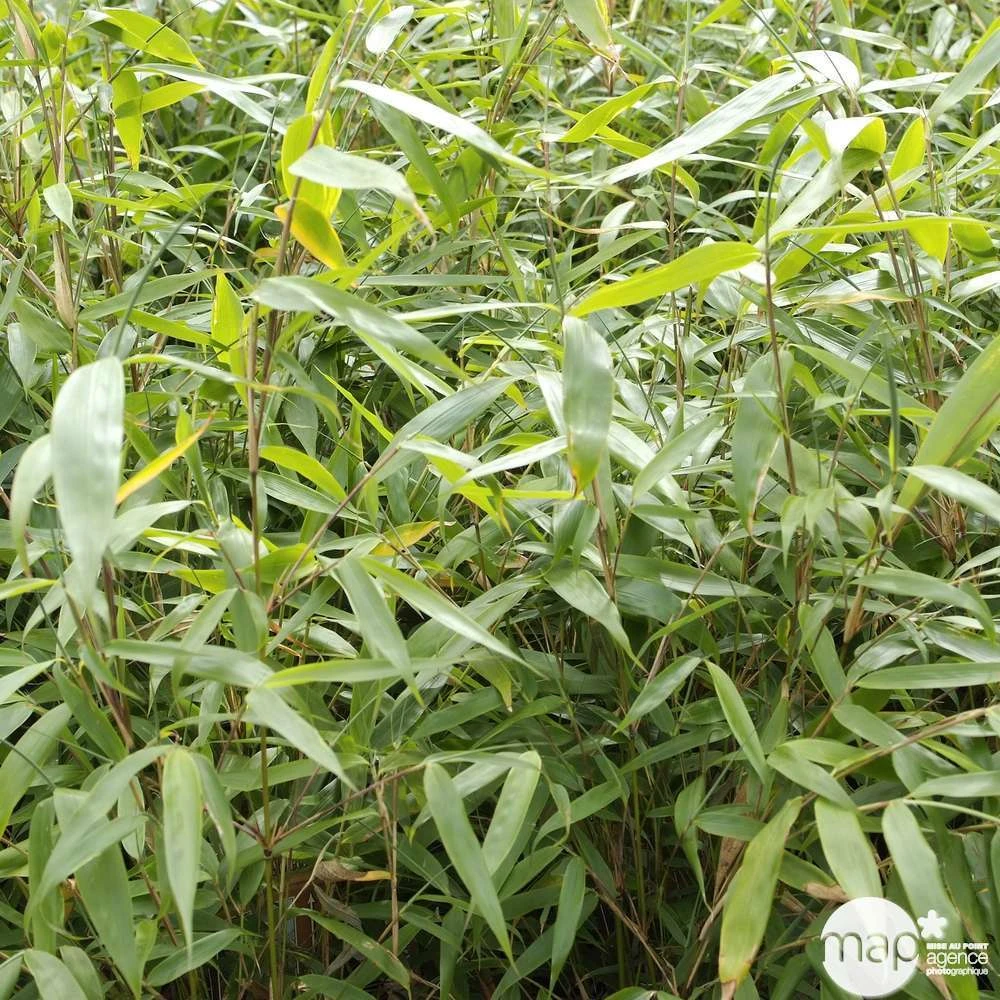 Bambou Non-traçant Fargesia Robusta 'Pingwu': Pot De 5 Litres 7 Bambou Non-traçant Fargesia Robusta 'Pingwu': Pot De 5 Litres – Image 5