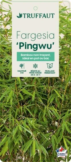 Bambou Non-traçant Fargesia Robusta 'Pingwu': Pot De 5 Litres 10 Bambou Non-traçant Fargesia Robusta 'Pingwu': Pot De 5 Litres -Terre et Verdure 814657 002