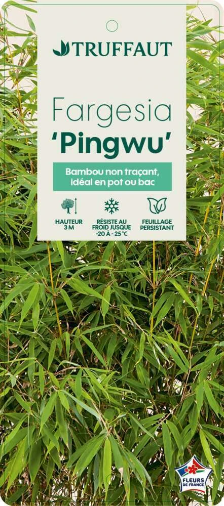 Bambou Non-traçant Fargesia Robusta 'Pingwu': Pot De 5 Litres 6 Bambou Non-traçant Fargesia Robusta 'Pingwu': Pot De 5 Litres – Image 4