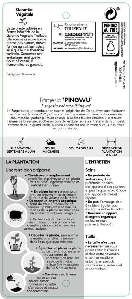 Bambou Non-traçant Fargesia Robusta 'Pingwu': Pot De 5 Litres 5 Bambou Non-traçant Fargesia Robusta 'Pingwu': Pot De 5 Litres – Image 3