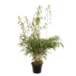 Bambou Non-traçant Fargesia Robusta 'Pingwu': Pot De 5 Litres 8 Bambou Non-traçant Fargesia Robusta 'Pingwu': Pot De 5 Litres -Terre et Verdure 814657 2056282