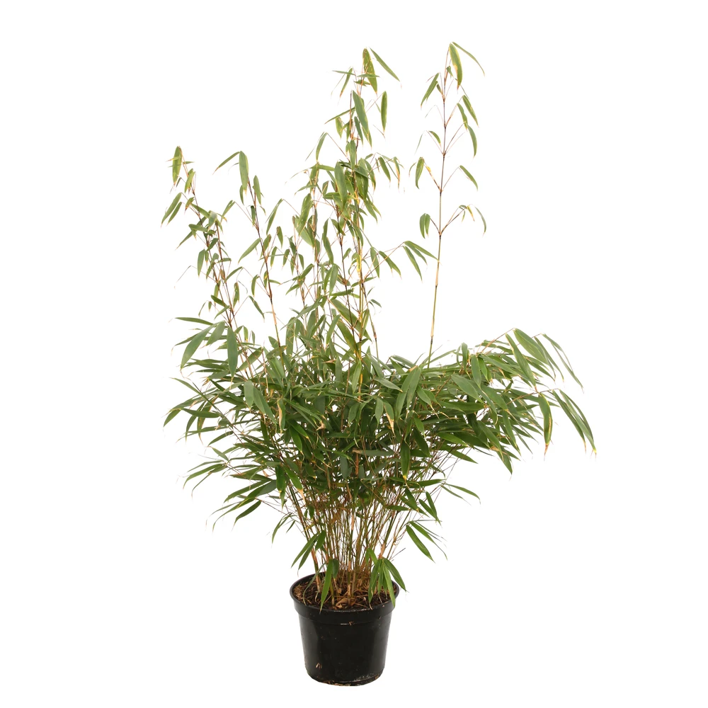 Bambou Non-traçant Fargesia Robusta 'Pingwu': Pot De 5 Litres 4 Bambou Non-traçant Fargesia Robusta 'Pingwu': Pot De 5 Litres – Image 2