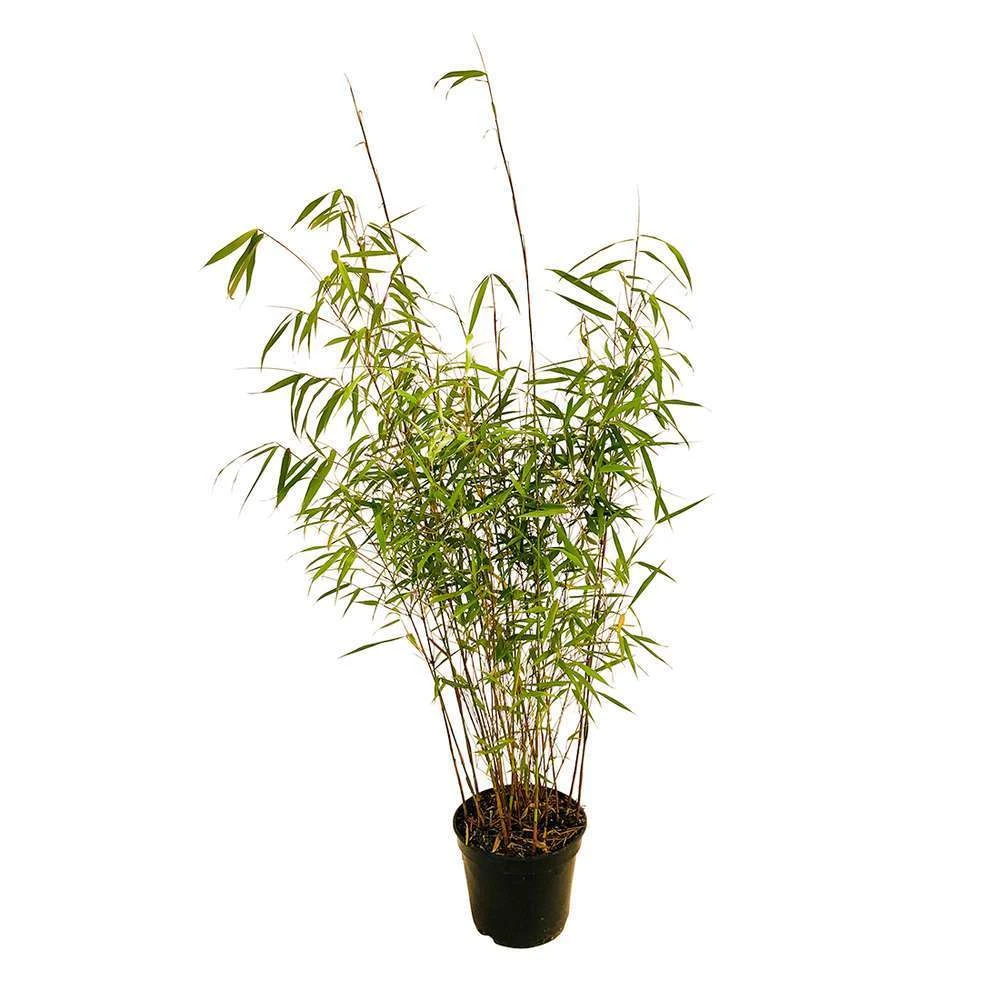 Bambou Non-traçant Fargesia Scabrida 'Asian Wonder': Pot De 5 Litres 3 Bambou Non-traçant Fargesia Scabrida 'Asian Wonder': Pot De 5 Litres