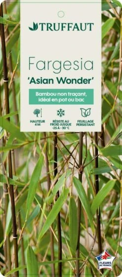 Bambou Non-traçant Fargesia Scabrida 'Asian Wonder': Pot De 5 Litres 6 Bambou Non-traçant Fargesia Scabrida 'Asian Wonder': Pot De 5 Litres -Terre et Verdure 814658 003