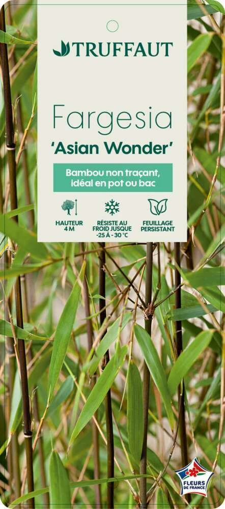 Bambou Non-traçant Fargesia Scabrida 'Asian Wonder': Pot De 5 Litres 4 Bambou Non-traçant Fargesia Scabrida 'Asian Wonder': Pot De 5 Litres – Image 2