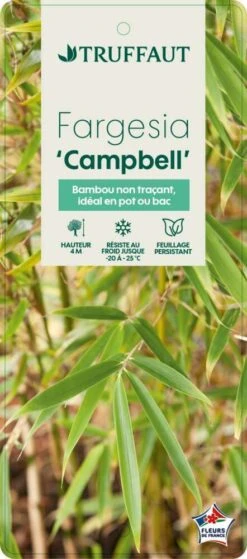Bambou Non-traçant Fargesia Robusta 'Campbell': Pot De 12 Litres -Terre et Verdure 814665 003