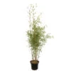 Bambou Non-traçant Fargesia Robusta 'Campbell': Pot De 12 Litres -Terre et Verdure 814665 2056288