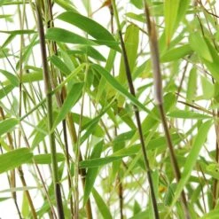 Bambou Non-traçant Fargesia Nitida 'Red Dragon': Pot De 12 Litres -Terre et Verdure 814666 002