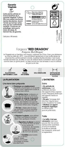 Bambou Non-traçant Fargesia Nitida 'Red Dragon': Pot De 12 Litres -Terre et Verdure 814666 004