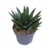 Gasteria - H25, ø17cm - Plantes D'intérieur Facile D'entretien -Terre et Verdure 816c109d2960bb84