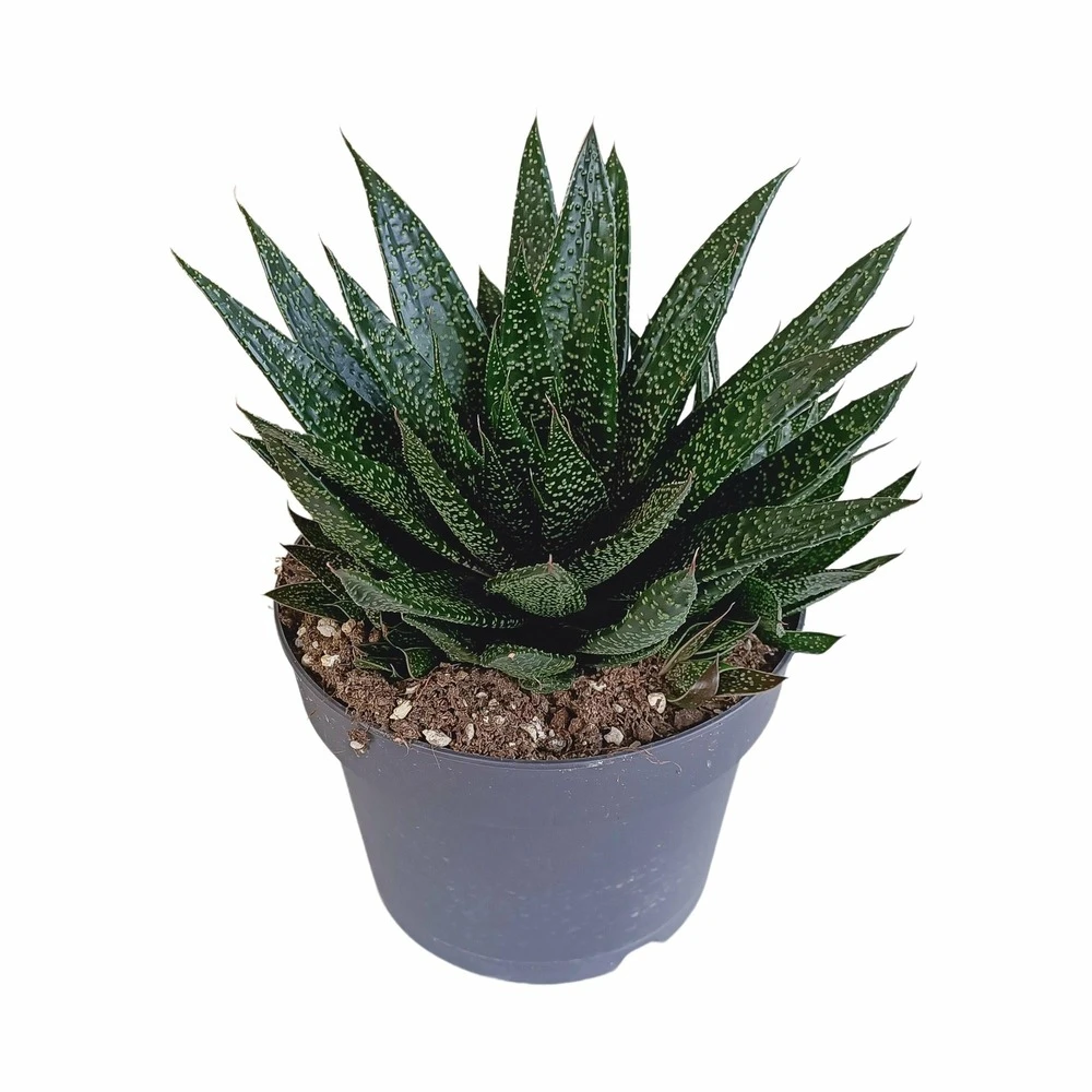 Gasteria - H25, ø17cm - Plantes D'intérieur Facile D'entretien 3 Gasteria - H25, ø17cm - Plantes D'intérieur Facile D'entretien