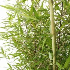 Bambou Non-traçant Fargesia Angustissima: Pot De 5 Litres -Terre et Verdure 825296 006