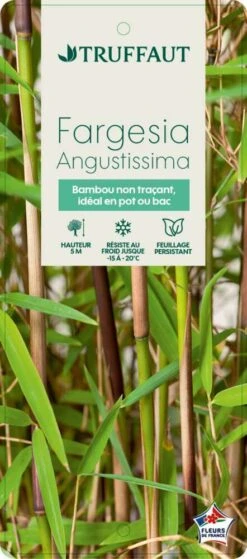 Bambou Non-traçant Fargesia Angustissima: Pot De 5 Litres -Terre et Verdure 825296 008