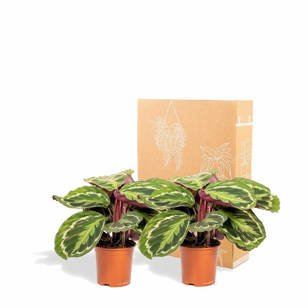 Calathea Médaillon Duo - Plantes D'intérieur 6 Calathea Médaillon Duo - Plantes D'intérieur – Image 4